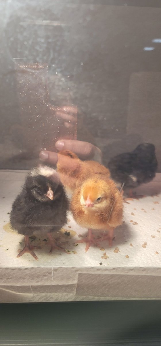 EGhananim's tweet photo. Tipps Elementary first graders has new baby chicks! We are so excited to have them! @TippsElementary @SRC_CyFairISD @ https://t.co/qTRc7qIDqS