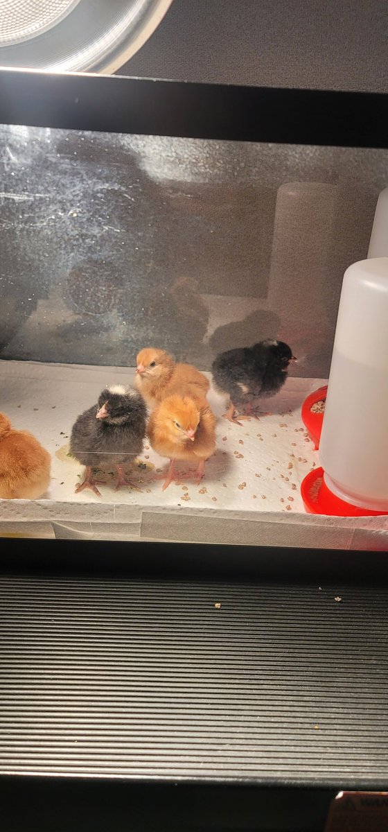 EGhananim's tweet photo. Tipps Elementary first graders has new baby chicks! We are so excited to have them! @TippsElementary @SRC_CyFairISD @ https://t.co/qTRc7qIDqS