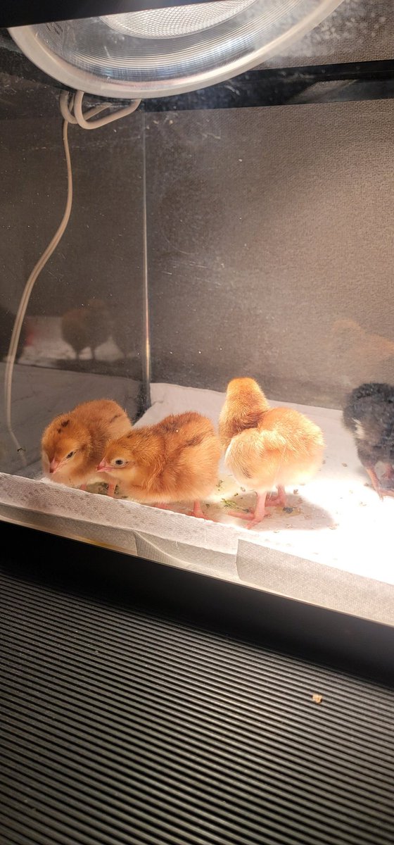 EGhananim's tweet photo. Tipps Elementary first graders has new baby chicks! We are so excited to have them! @TippsElementary @SRC_CyFairISD @ https://t.co/qTRc7qIDqS