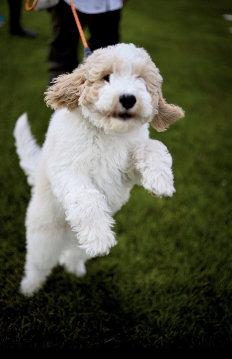 #PetsofACR  #ACR21 virtual ACR 21 experience wouldn’t be the same wo Milo