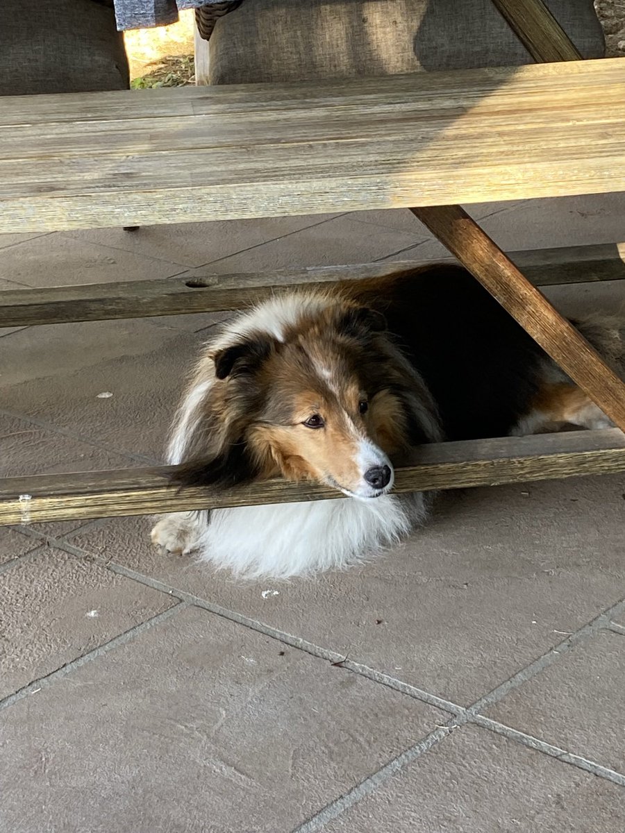 jenniferlpguru's tweet photo. Bought my office assistant 🐶 @TMobile a pup cup @dutchbrosaz !! Best treat ever on a Monday 💓 whip cream and 🦴 !! Always a helper even when on breaks 😴 lol!! #telekomwall #doghelper #dogboss https://t.co/LJkgwiyk5k