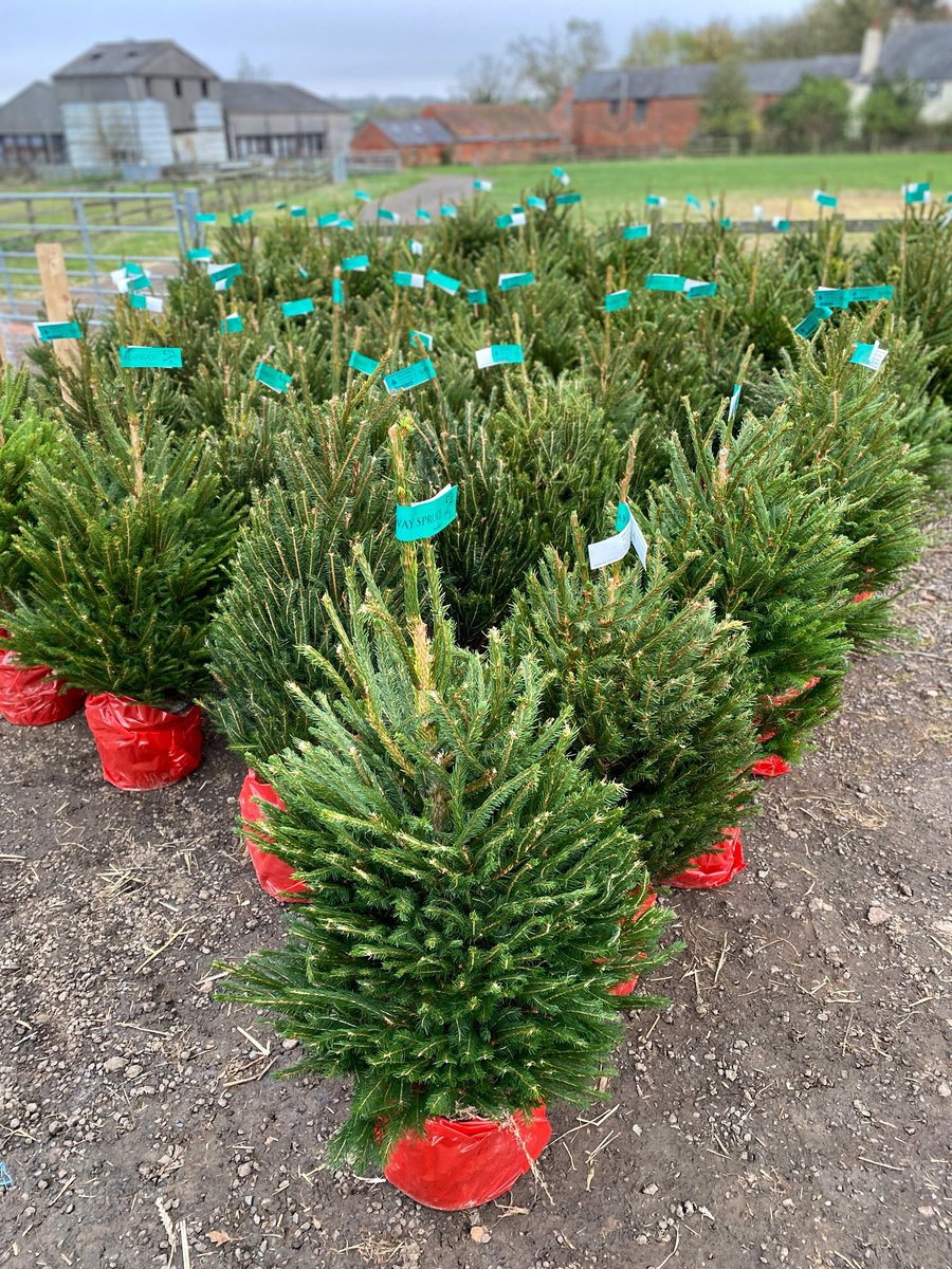Welford Christmas Tree Farm (@wctfarm) on Twitter photo ๐ ๐จ๐ฃ๐๐๐ง๐: All Weekend Entry ticket for our opening weekend of the 13th and 14th of November are now all gone! ๐ฎ
๐ We are super busy getting everything ready including measuring and labelling our pot grown trees. All Tree prices are here: welfordchristmastreefarm.co.uk/pages/christmaโฆ ๐ ๐จ๐ฃ๐๐๐ง๐: All Weekend Entry ticket for our opening weekend of the 13th and 14th of November are now all gone! ๐ฎ
๐ We are super busy getting everything ready including measuring and labelling our pot grown trees. All Tree prices are here: welfordchristmastreefarm.co.uk/pages/christmaโฆ