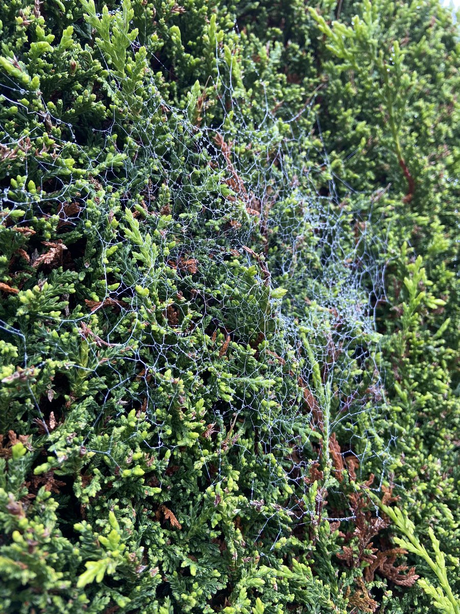 DevonWilds's tweet image. All that glitters ✨ 
Jewelled spiderwebs 💎 🕷 ❤️

#nofilter #spiderweb #devon #autumnvibes