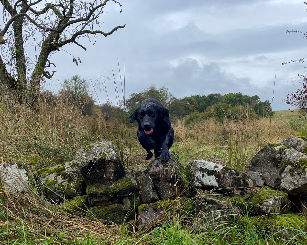 lurcherwork's tweet photo. #labrador #labradorretriever #workingdog #gundog #blacklab #birddog #blacklabrador #workinglab https://t.co/p1uF65qgER