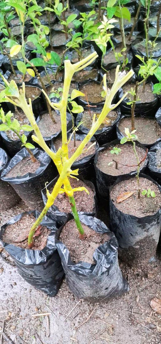 ¡Fortalecemos el trabajo agroproductivo!
A través del #ProyectoSemillas se realiza el injerto de frutales y aguacate, en la parroquia El Tambo del cantón #Catamayo, dentro de los compromisos asumidos con el GAD Parroquial. 
#TrabajamosPorElCampo