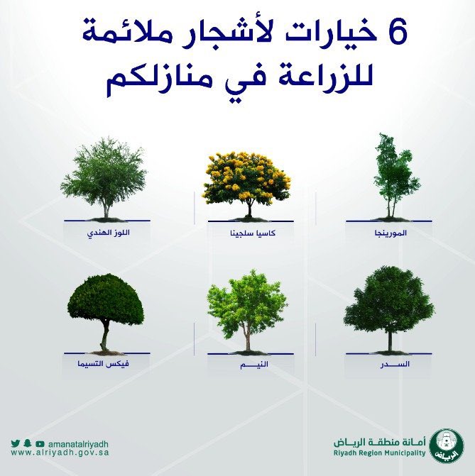 لمن يسأل عن الأشجار الملائمة زراعتها امام  المنازل وليس لها أضرار، أمانة منطقة الرياض تضع 6 خيارات لأفضل الأشجار ظل وملائمة ومتوافقة مع بيئتنا 🌿

• احفظها عندك 👍

#السعودية_الخضراء 🍃