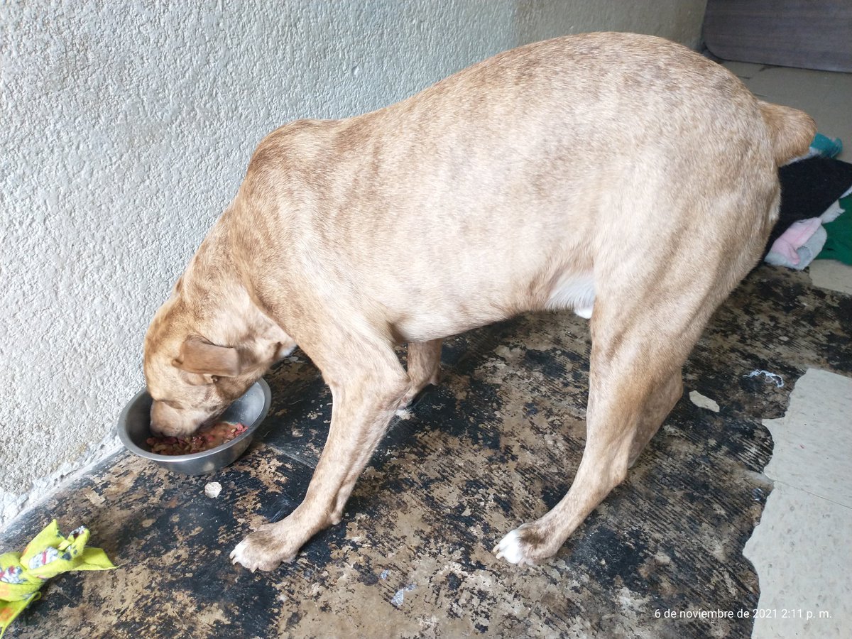 indeseadoo's tweet photo. 🆘🚨 #AYUDA #AdoptaNoCompres Nos están pidiendo la casa donde Coffee está resguardado, recuerden que lo rescatamos
Suplicamos por una adopción responsable. Vacunas completas y desparasitado. RT pls @MemeYamelCA @fernandeznorona @oportunican @LetyVarela @rturrent @PAOTmx https://t.co/lrvH48iyGQ