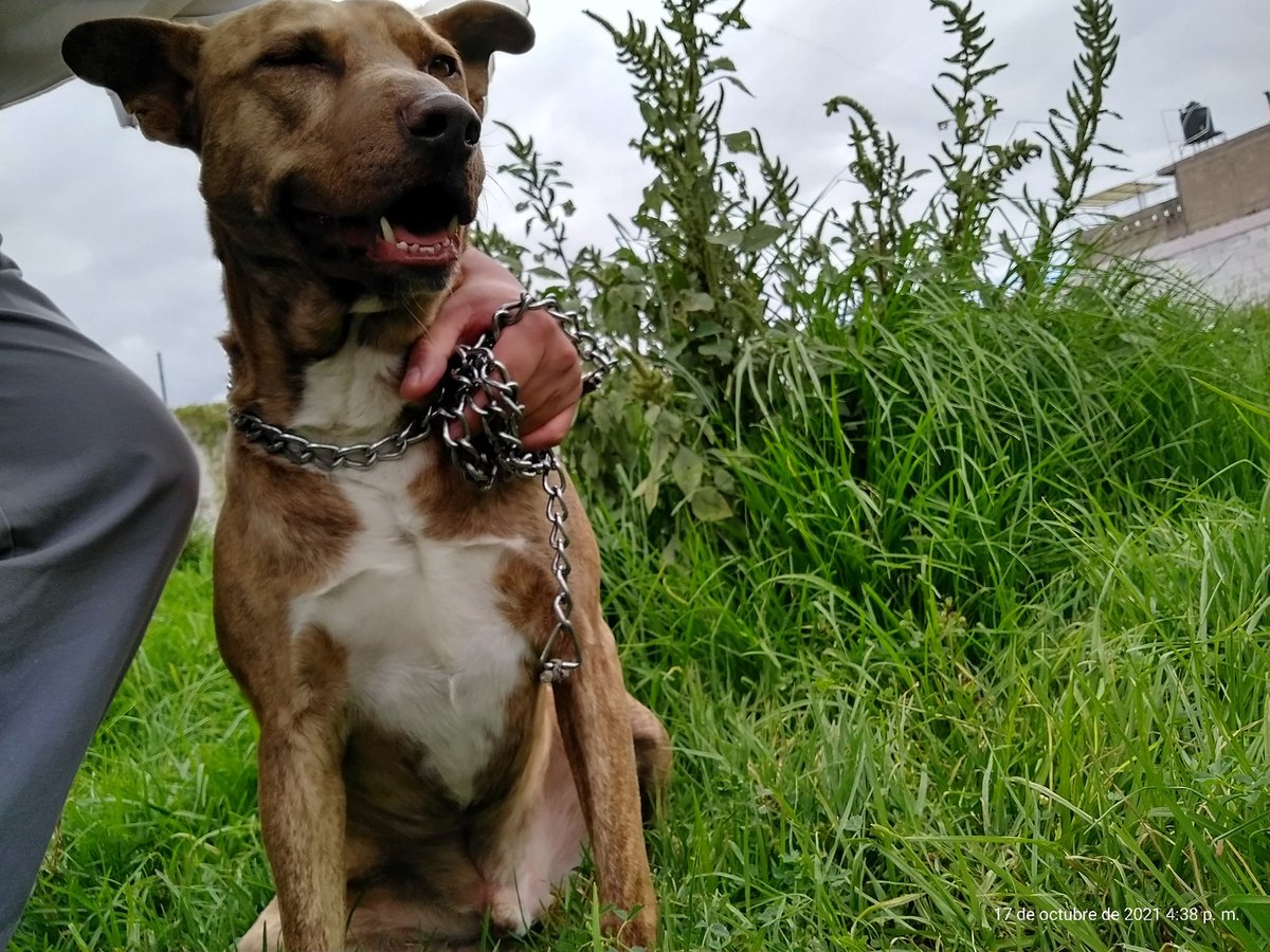 indeseadoo's tweet photo. 🆘🚨 #AYUDA #AdoptaNoCompres Nos están pidiendo la casa donde Coffee está resguardado, recuerden que lo rescatamos
Suplicamos por una adopción responsable. Vacunas completas y desparasitado. RT pls @MemeYamelCA @fernandeznorona @oportunican @LetyVarela @rturrent @PAOTmx https://t.co/lrvH48iyGQ