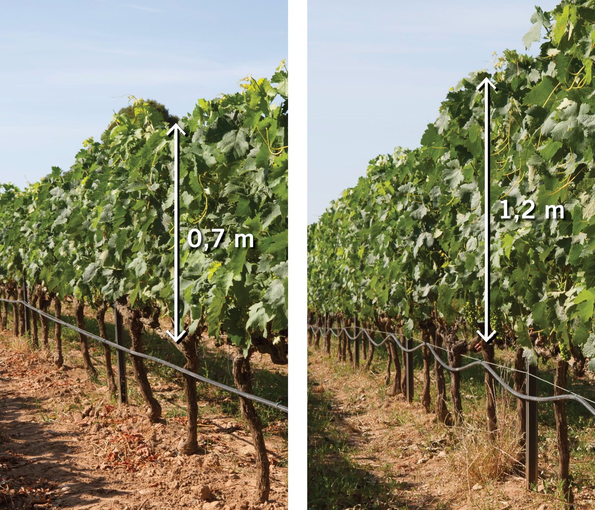 ... Greater biodiversity increases resiliency to changing conditions. ✨ This is just a glimpse into our Regenerative Farming &amp; Carbon Sequestration report. (2/2) #iwcawine #eyeonclimate <a href="/COP26/">COP26</a> 

iwcawine.org/knowledge-shar…
🍇🌎🍷