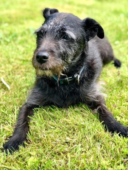 millypod1's tweet photo. 🆘6 NOV 2021.Louis is 16, has dementia &amp; very poor eyesight/hearing. He is very unsteady on his feet and cant walk far before he is tired.
SIGHTINGS PLZ ☎️07747 369 535
#Lost #ScanMe Patterdale Terrier Male
#Banavie #FortWilliam #Scotland #PH33 https://t.co/GL0oKQwLNp https://t.co/C2q0WnmxOS