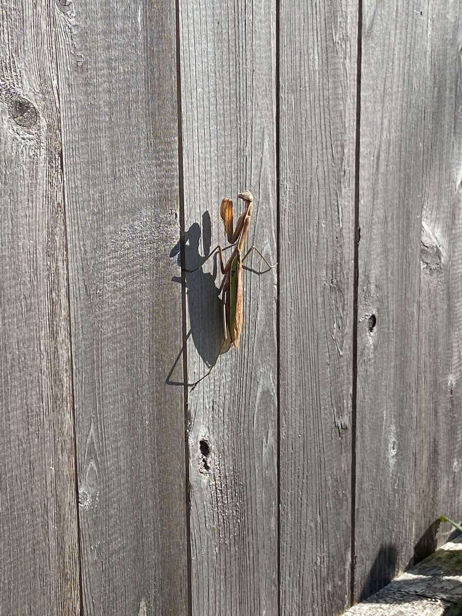 TheEightO2's tweet photo. @ericfisher caught this guy sunbathing today. https://t.co/GXQCU8Nr6P