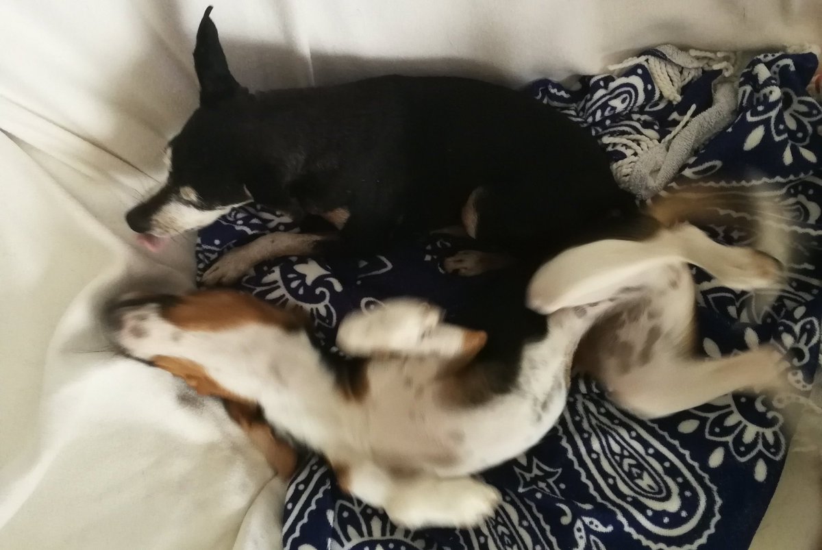 fukayaqui's tweet photo. fatigue blows away ๐ฅฐ
#doyousleep #sleptwell #lovemydogs https://t.co/cHtpQNd4Wz
