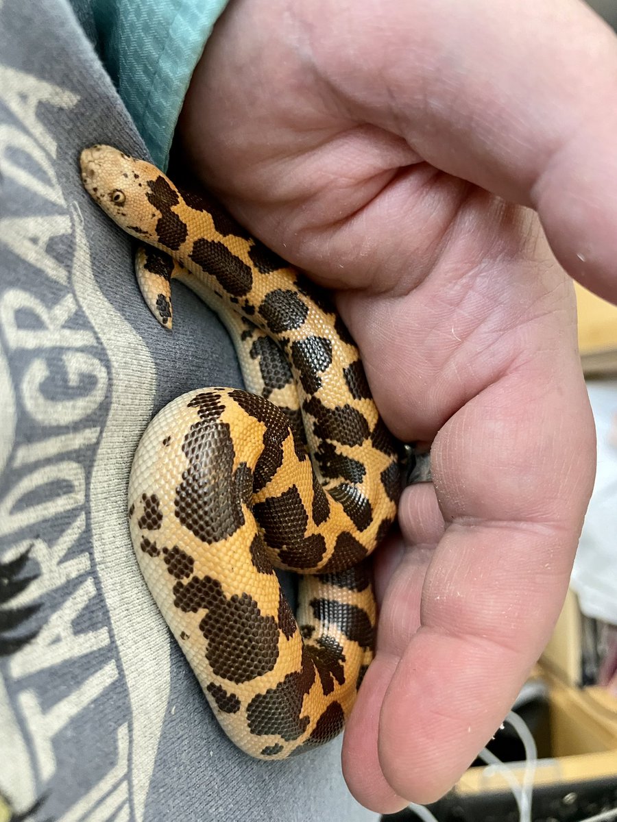 markowenmartin's tweet photo. #EmotionalSupportSnake Good snake, Carl! https://t.co/9tiWJlccI0