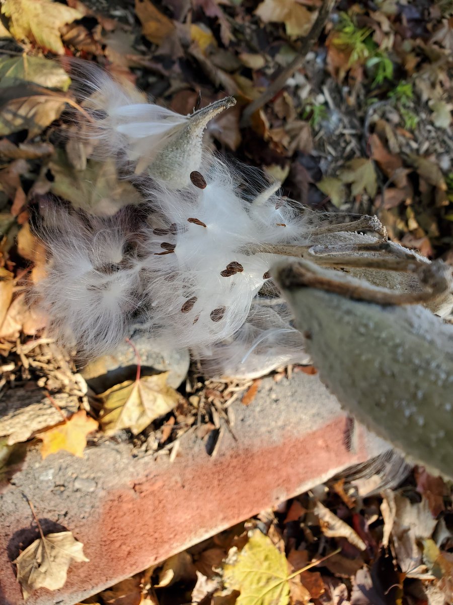 Deb St Amant tweet media