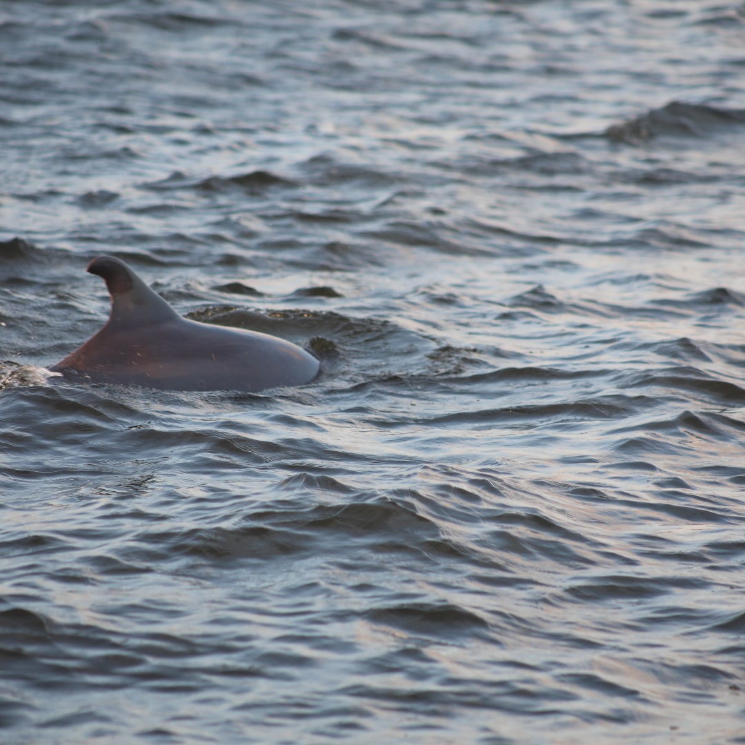 CleanIsland's tweet photo. Please refrain from swimming with wild dolphins. Be Dolphin SMART 🐬

#LeaveOnlyFootprints #CleanIsland #LOFlifestyle #DolphinSMART #Dolphin #Dolphins #GulfCoast #Gulf #Coast https://t.co/bzeOPaKgqA