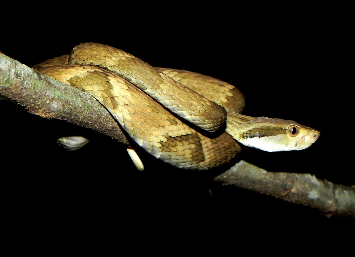 Michelotto8legs's tweet photo. Mais uma #TripThread de fim de semana! 🕷️🐍🐸
Já adianto que foi um dos melhores campos que já fiz
#AracnoThread #BioThreadBR Segue o fio 🧵🕸️👇🏽 https://t.co/75RKFAy6WK