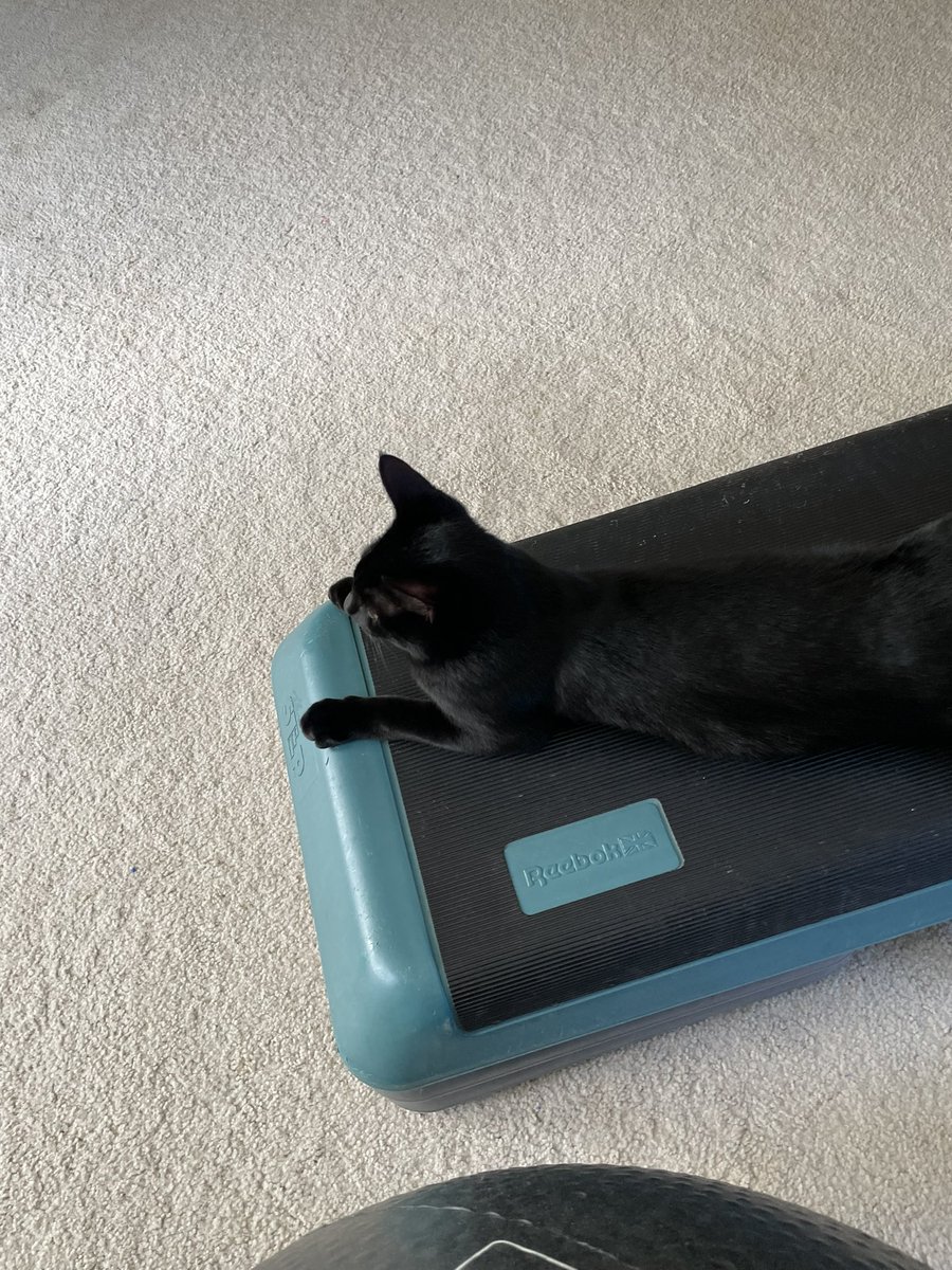 Schwartzville's tweet image. Today in #catpilates