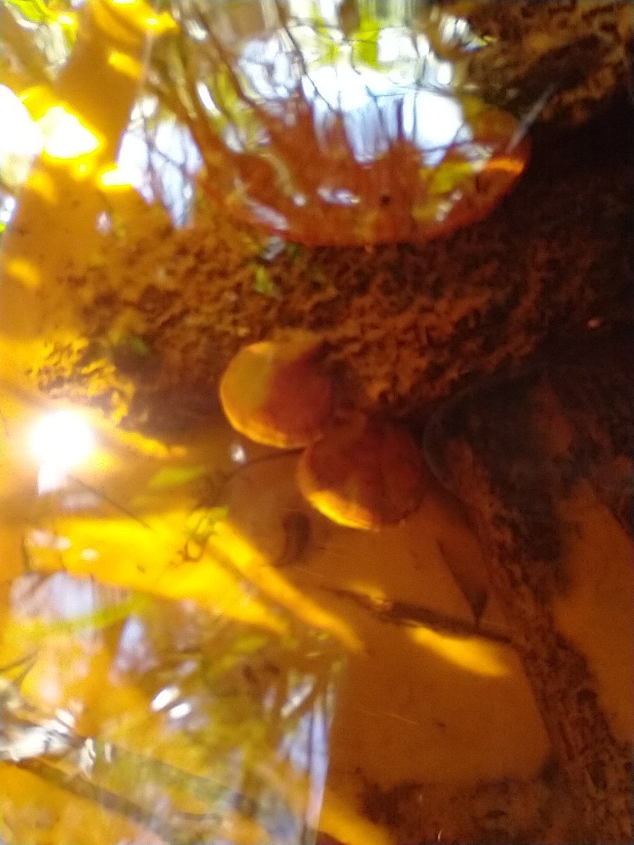 manton34's tweet photo. 🍄 Mushroom Monday 🍄 1st time ever finding mushrooms growing underwater 😁 https://t.co/8CJ4vohI5t