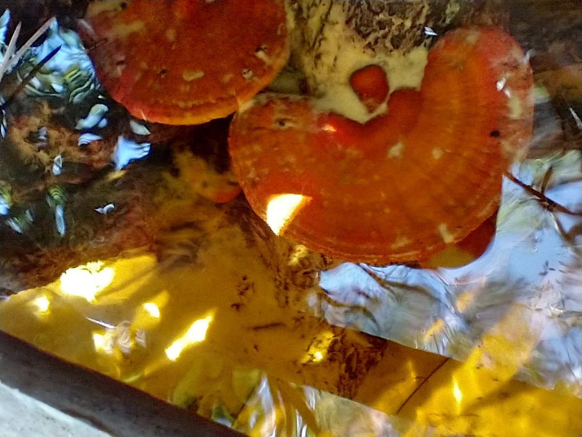 manton34's tweet photo. 🍄 Mushroom Monday 🍄 1st time ever finding mushrooms growing underwater 😁 https://t.co/8CJ4vohI5t