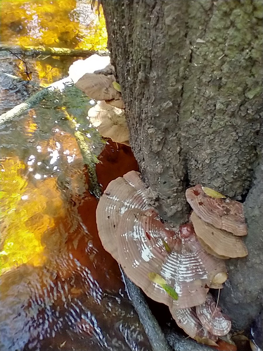 manton34's tweet photo. 🍄 Mushroom Monday 🍄 1st time ever finding mushrooms growing underwater 😁 https://t.co/8CJ4vohI5t