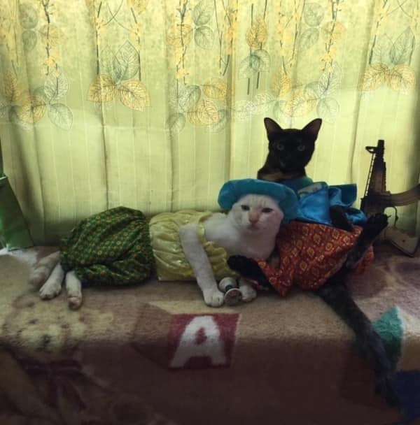 ZOO_FESS's tweet photo. Zoo life is meow meow https://t.co/MzTWjlQ7Y7
