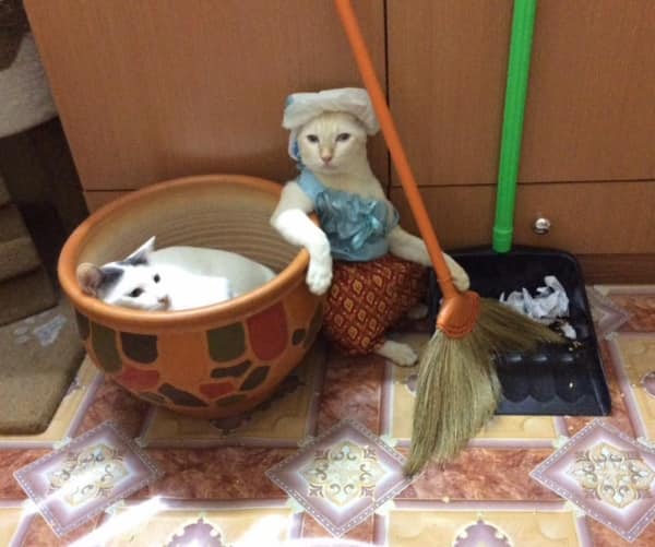 ZOO_FESS's tweet photo. Zoo life is meow meow https://t.co/MzTWjlQ7Y7