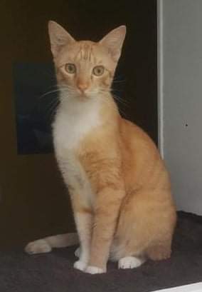 ChipiePrincesse's tweet photo. Potiron, 1 an, cherche en urgence sa famille pour la vie !
Arrivé il y a un an de Mayotte, il attend toujours depuis. Il ne s'entend pas du tout avec les chats, il a déjà dû passer par 3 FA cette année, et il doit quitter l'actuelle à cause de l'entente avec les autres chats. https://t.co/M1yYsLPwKU