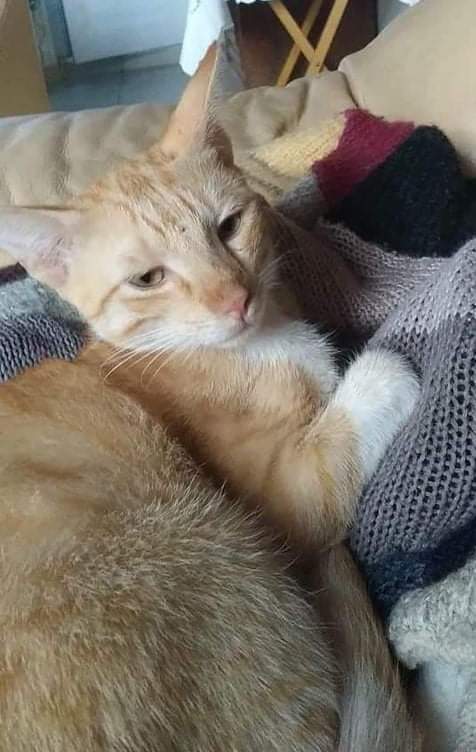ChipiePrincesse's tweet photo. Potiron, 1 an, cherche en urgence sa famille pour la vie !
Arrivé il y a un an de Mayotte, il attend toujours depuis. Il ne s'entend pas du tout avec les chats, il a déjà dû passer par 3 FA cette année, et il doit quitter l'actuelle à cause de l'entente avec les autres chats. https://t.co/M1yYsLPwKU