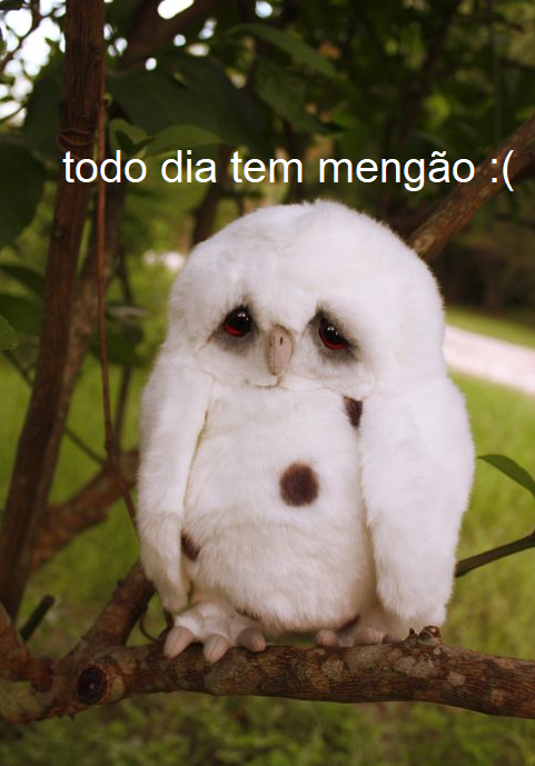 animaizinhos flamenguistas (@flanimais) on Twitter photo 