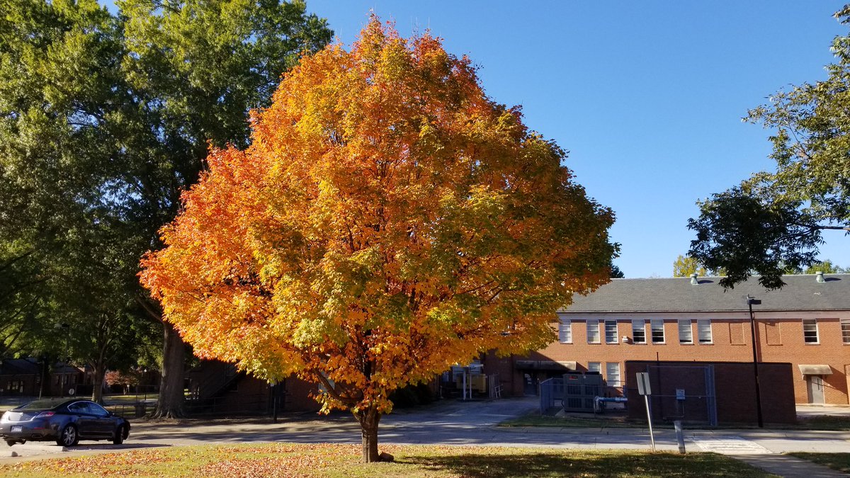 PhilipWoodward8's tweet photo. As I arrived at my office on the Dorothea  Dix campus in Raleigh this morning, this flaming orange maple tree warmly greeted me! 🙂🍁🍂🧡 #NCFallofFame https://t.co/52wH27DG1i