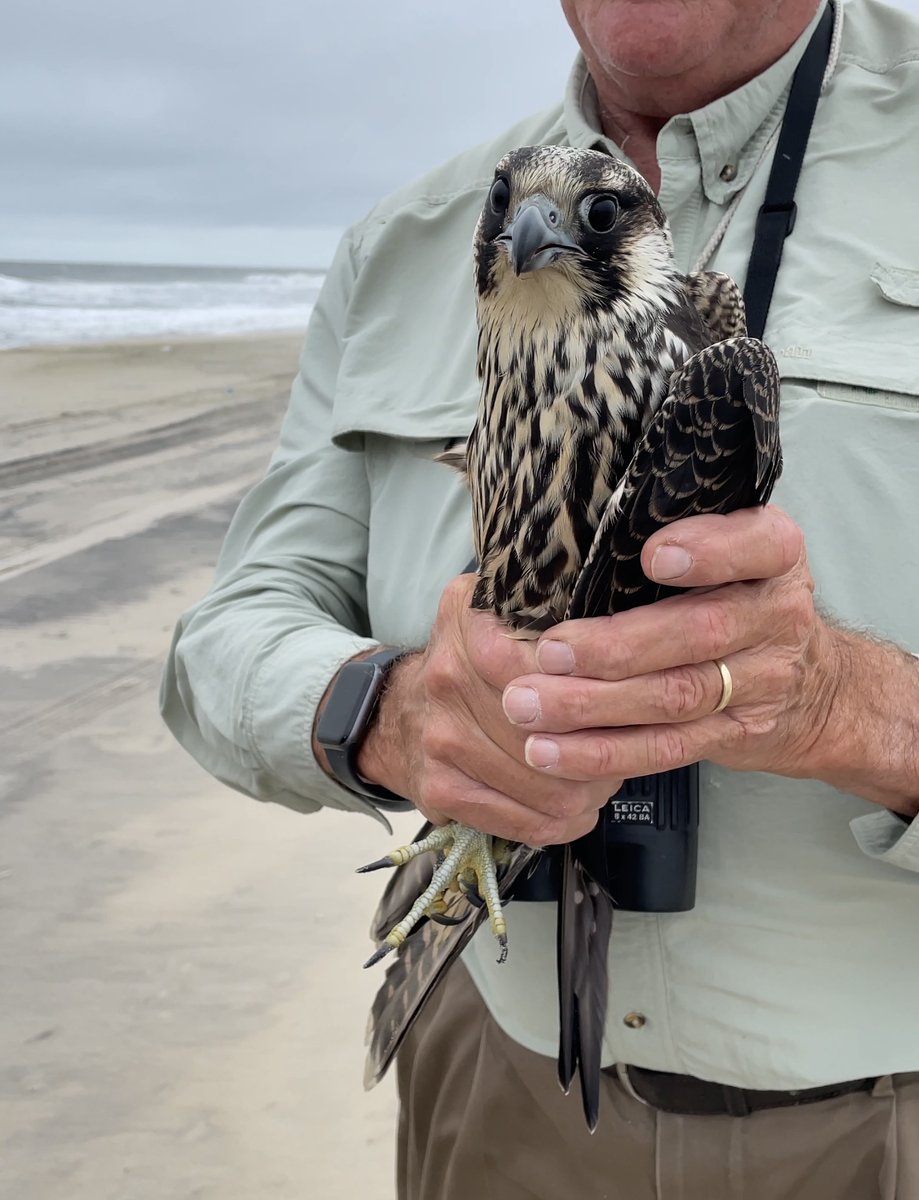 Our <a href="/TerraOnTheRocks/">Chris Terra</a> using ground penetrating radar on Assateague Island to investigate saltwater infiltration dynamics in hopes of improving accuracy and resolution of hydrologic models (see last photo for some impressive wildlife research we ran into!):