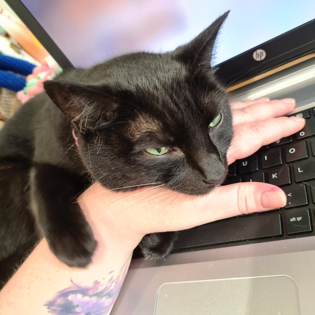 emzyroo122's tweet photo. @OUstudents @TheHootStudents I have two furry study buddies, Pixie is my space invader who thinks my laptop is her butt warmer and Buster is my lazy sleepy book warmer! 😍 Both rescues and I ❤️ them to bits https://t.co/Ys1wuzKBDN