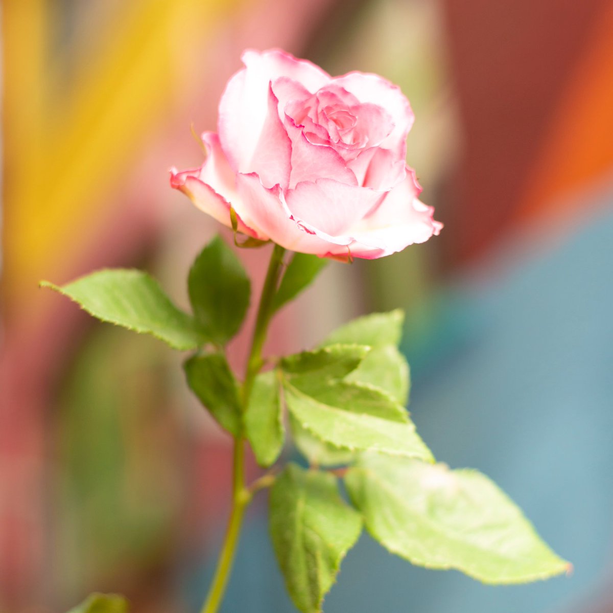 Stop and smell the roses 🌹 The sweetest things in life, are right before your eyes.

tcl.com/au/en/mobile.h…

#TCLMobile #DisplayGreatness #ShotOnTCL