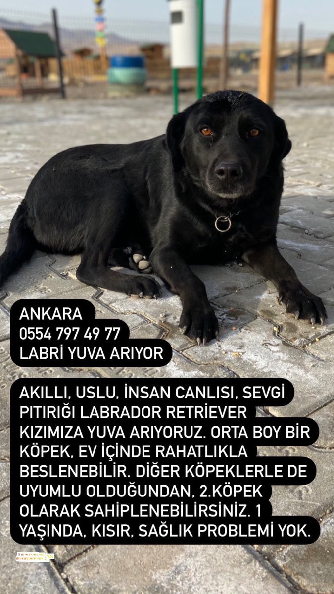 orfejunior's tweet photo. ANKARA 
0554 797 49 77
LABRİ YUVA ARIYOR

Akıllı, uslu, insan canlısı, sevgi pıtırığı Labrador Retriever kızımıza yuva arıyoruz. Orta boy bir köpek, ev içinde rahatlıkla beslenebilir. Diğer köpeklerle de uyumlu olduğundan, 2.köpek olarak sahiplenebilirsiniz. 1 yaşında, kısır https://t.co/W7RSwsTbH4