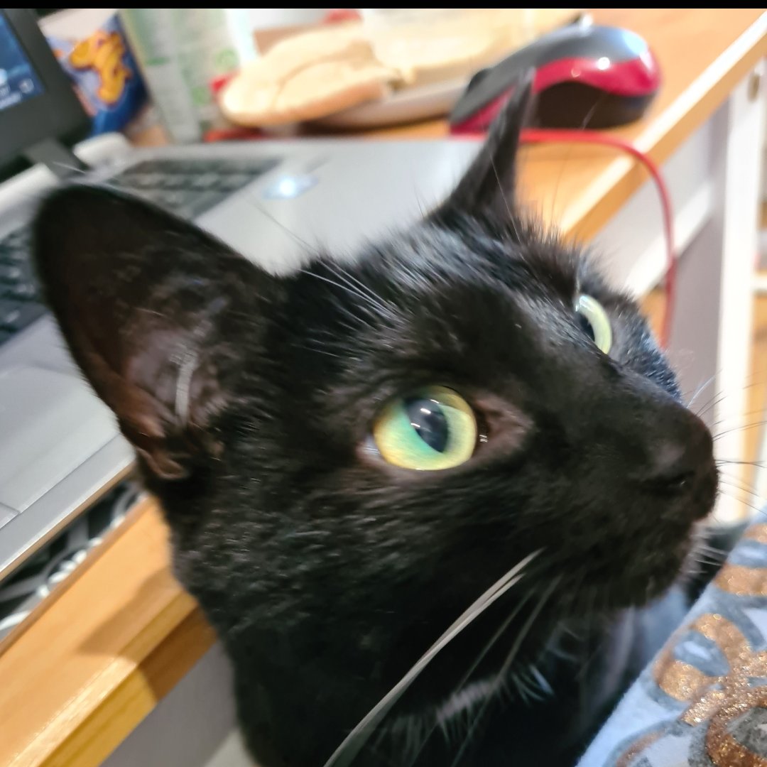 emzyroo122's tweet photo. @OUstudents @TheHootStudents I have two furry study buddies, Pixie is my space invader who thinks my laptop is her butt warmer and Buster is my lazy sleepy book warmer! 😍 Both rescues and I ❤️ them to bits https://t.co/Ys1wuzKBDN