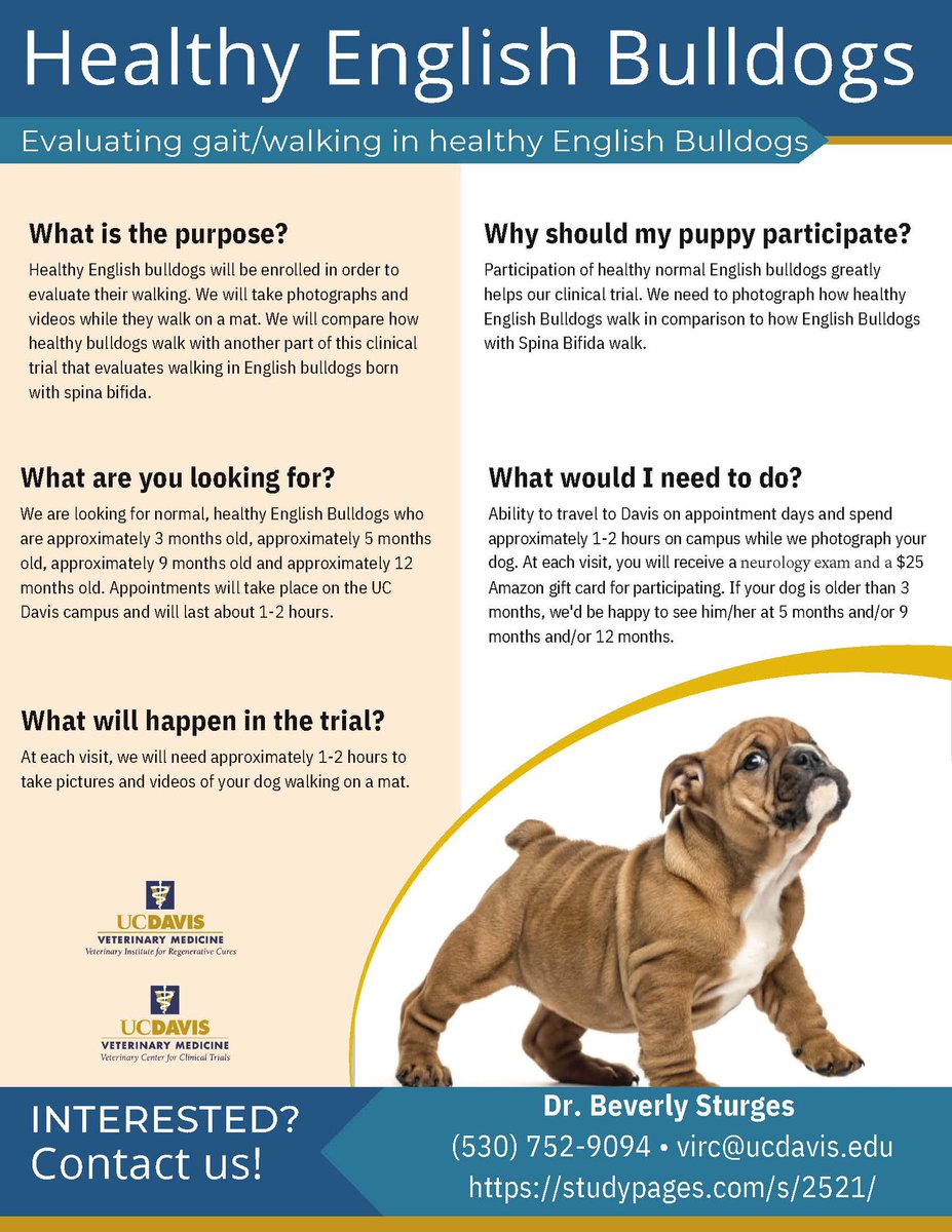UCDavis_VIRC's tweet photo. 🚨 We are still enrolling healthy #englishbulldogs to our #veterinaryclinicaltrial. Seeking English Bulldogs approximately 3,5,9 &amp; 12 months old to spend 1-2 hours with us while we photograph them walking. Participants will receive a $25 Amazon gift card at each visit and an exam https://t.co/Xpb3NsC2h1