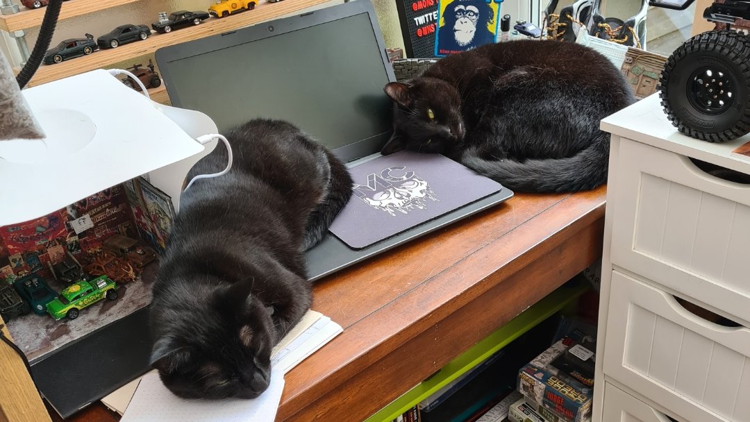 emzyroo122's tweet photo. @OUstudents @TheHootStudents I have two furry study buddies, Pixie is my space invader who thinks my laptop is her butt warmer and Buster is my lazy sleepy book warmer! 😍 Both rescues and I ❤️ them to bits https://t.co/Ys1wuzKBDN