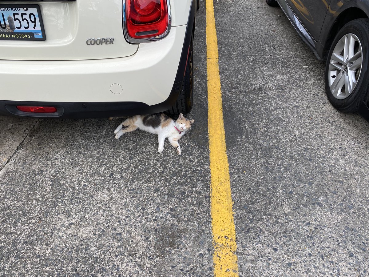 Renehg9's tweet photo. Este gatito está en el Centro Comercial de la Urb. Monte Carlo en Río Piedras. Detrás del residencial Monte Hatillo. Tiene un cascabel. https://t.co/bNSYznvAkV