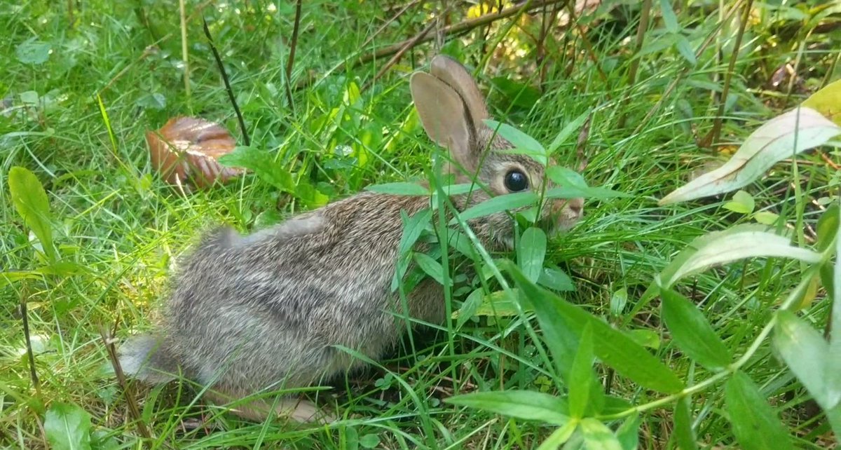 Getting thrown around by an outdoor cat and living to tell about it doesn't happen every day.

He's got a great story for his future grandbunnies.