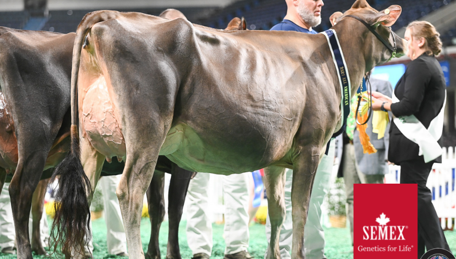 Semex's tweet photo. 1st Jr 2 Year Old at the All-American Jersey Show was Rivendale VIP Eloise, owned by Vierra Dairy Farms. She's sired by 0200JE10003 River Valley Venus V I P, a popular ShowTimeโข sire from River Valley Farm Congratulations! ๐ธ Cowsmopolitan, Inc. #jerseysrock #semexgfl https://t.co/oyx0LZJztN