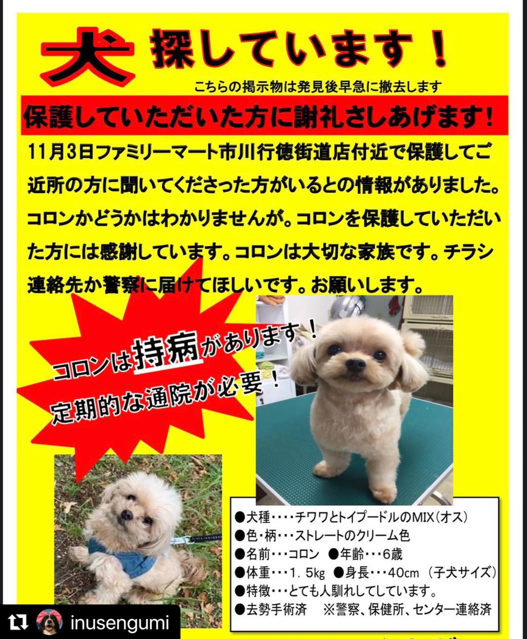 犬撰組 迷子犬 拡散希望 千葉県 市川市 チワプー コロン君 連日捜索してますが 未だに見つかってません 飼主さんは今月15日出産予定 早く見つけ 安心し お子さんを産んでいただきたい 皆さん御協力お願い致します Ichikawa News 犬撰組 迷子犬 拡散希望 千葉県 市川市 チワプー コロン君 連日捜索してますが 未だに見つかってません 飼主さんは今月15日出産予定 早く見つけ 安心し お子さんを産んでいただきたい 皆さん御協力お願い致します Ichikawa News