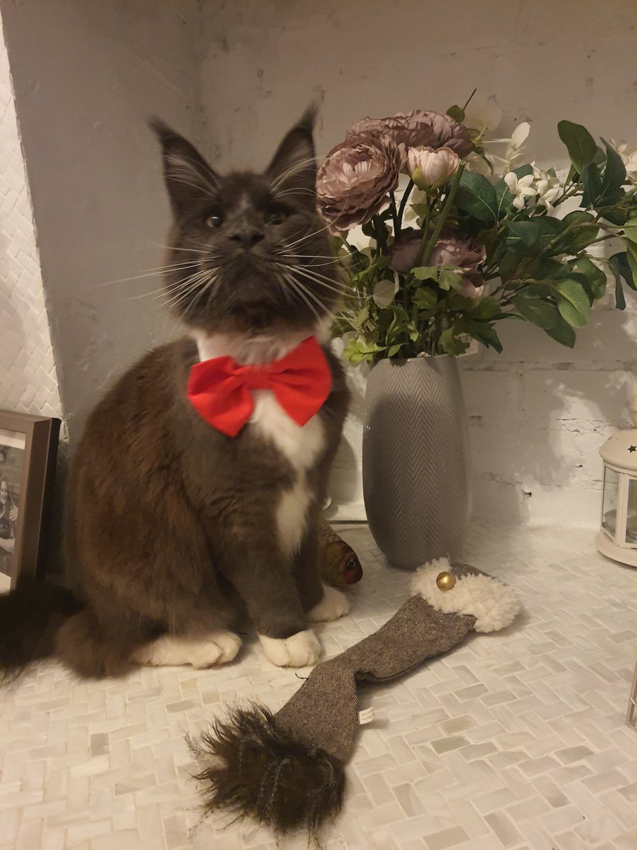 CoonKittys's tweet photo. Happy 1st Birthday to this handsome chap! 

You bring so much joy to our lives. You have an amazing personality so a cheeky &amp; mischievous! 
#HappyBirthday #CatsOfTwitter #CatsOnTwitter #cats #CatsLover https://t.co/7uJbzIP05O