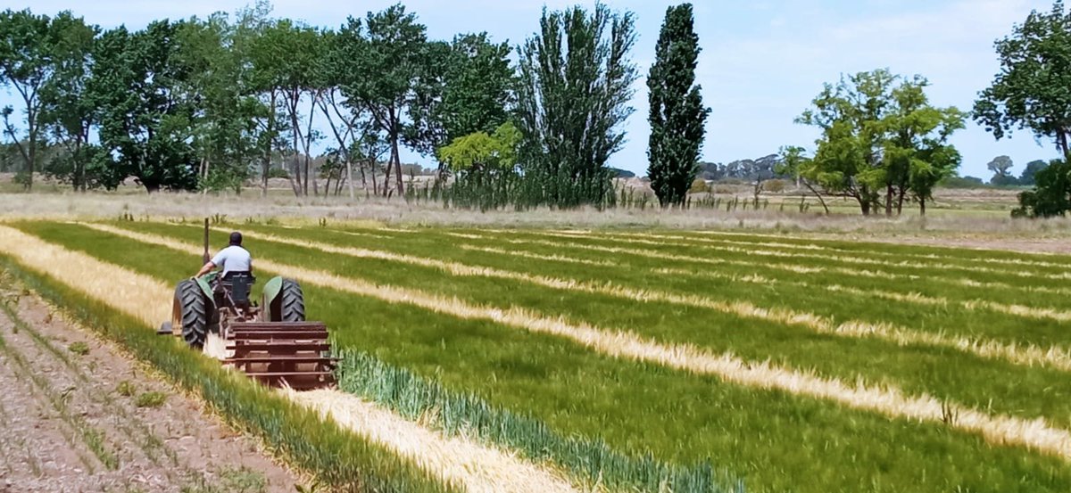 damicojp33's tweet photo. Junto a @PatricioVGood y @Lorden26327197 ensayo de Intercultivo zapallo-cebada en siembra directa con fertirriego enterrado y fertilización con pelet de compost en @intaargentina. #CapturaDeCarbono #IntensificaciónSostenible #Notillage #Conpost #IrrigationDrip #Intercroping https://t.co/gn8xkZ8I6Y