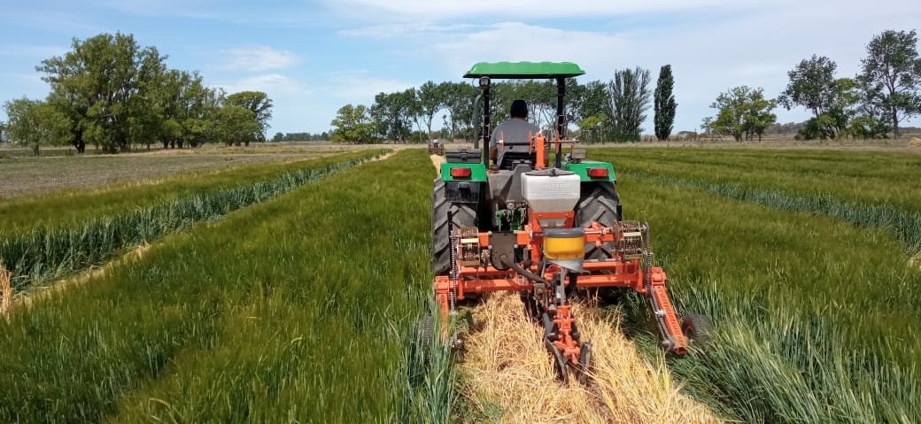 damicojp33's tweet photo. Junto a @PatricioVGood y @Lorden26327197 ensayo de Intercultivo zapallo-cebada en siembra directa con fertirriego enterrado y fertilización con pelet de compost en @intaargentina. #CapturaDeCarbono #IntensificaciónSostenible #Notillage #Conpost #IrrigationDrip #Intercroping https://t.co/gn8xkZ8I6Y