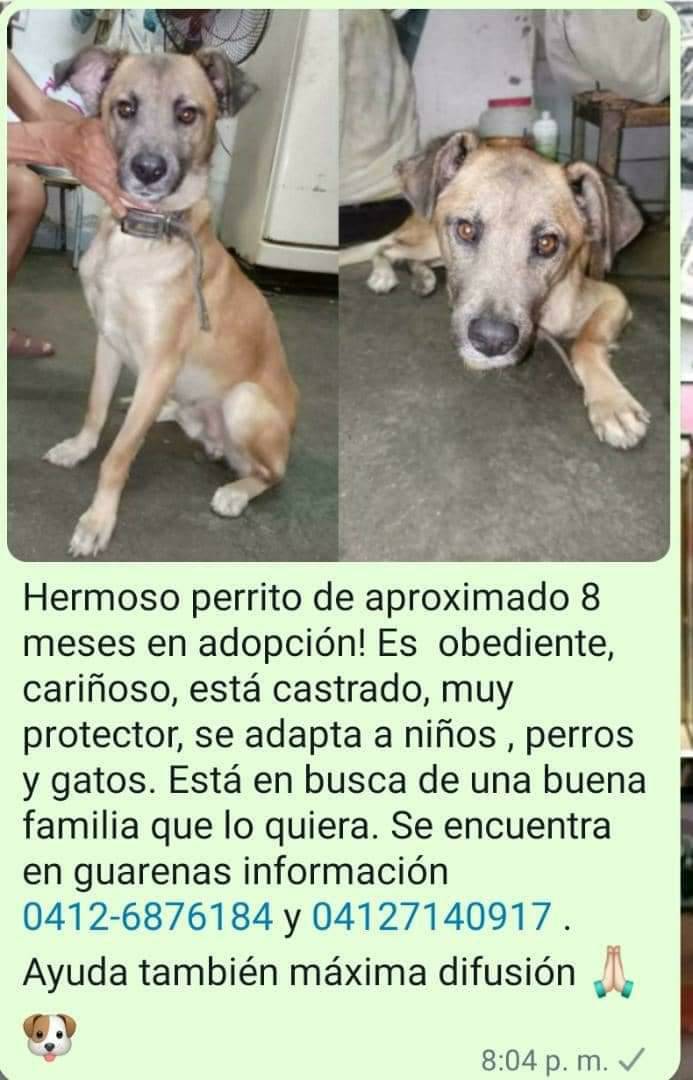 PerroUsuario's tweet photo. #AdoptaUnÁngel  #Guarenas https://t.co/tbfX0sg3Yr