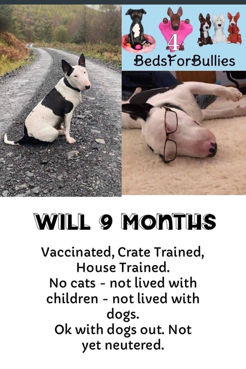 karen73984451's tweet photo. #k9hour #beeyootiful boy on the lookout for a super duper home π‘#Will #TeamZay #dogsoftwitter @bedsforbullies https://t.co/2rNjrSgsDM