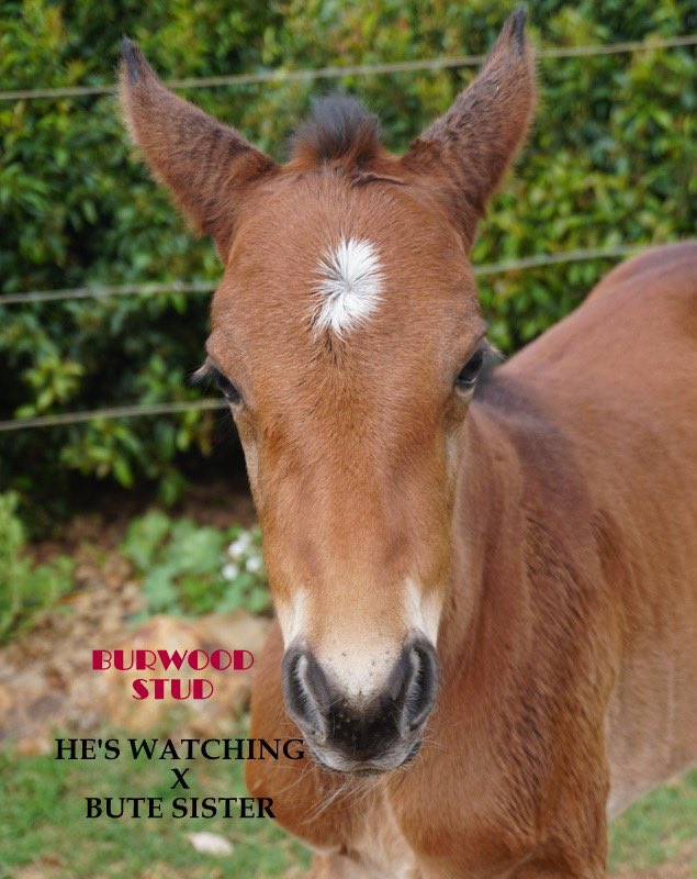 StudBurwood's tweet photo. ♦️Foal 90♦️

Another #HesWatching filly is our 90th foal and she is from Bute Sister 💗 https://t.co/eHzSeA7g55