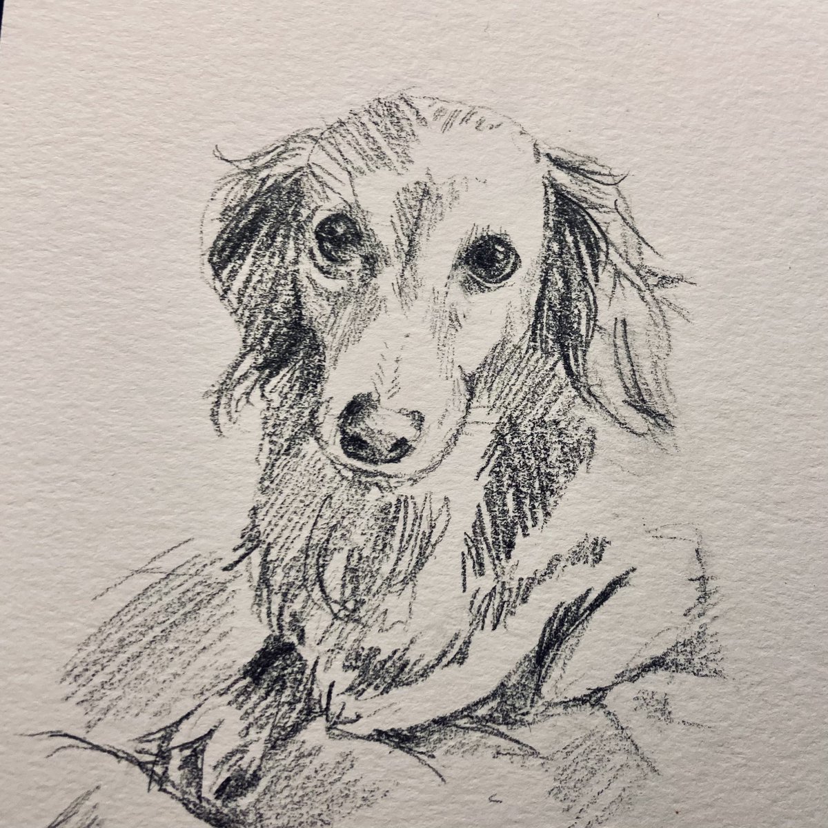 dusthatter's tweet photo. A r/sketchdaily challenge I could not miss! Dachshunds! 🐾 https://t.co/YsFs1937ad