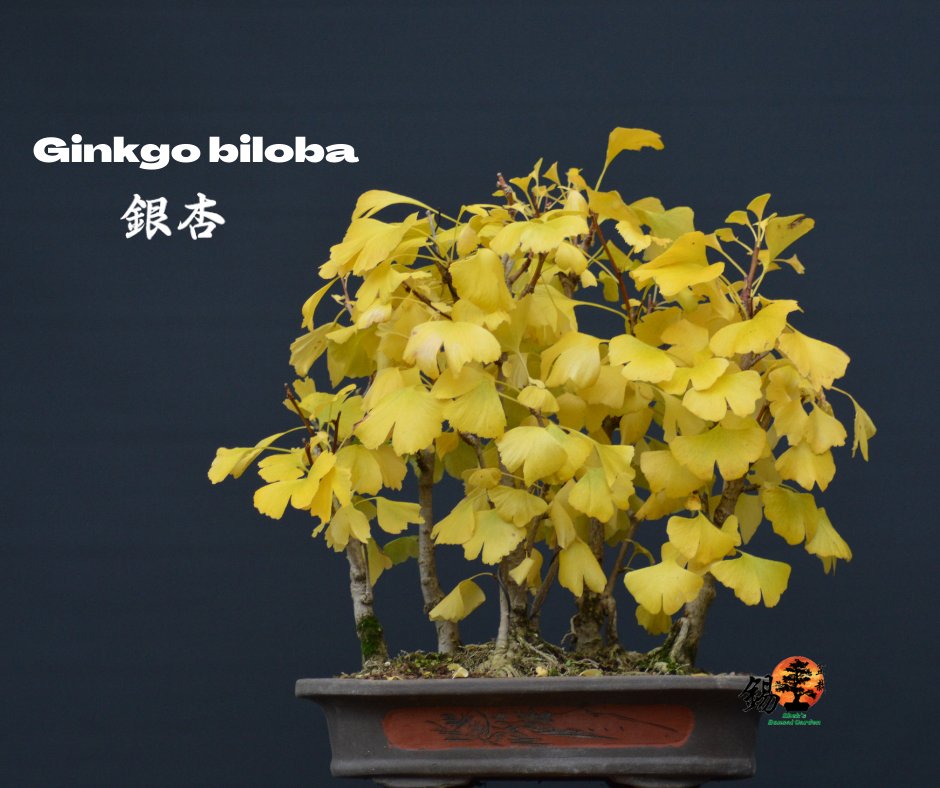 Shek_Bonsai's tweet photo. Completely changed into the colors of Autumn ~ Ginkgo biloba 銀杏 https://t.co/PiDYnI7Skj