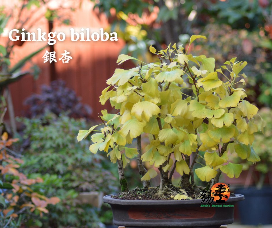 Shek_Bonsai's tweet photo. Completely changed into the colors of Autumn ~ Ginkgo biloba 銀杏 https://t.co/PiDYnI7Skj